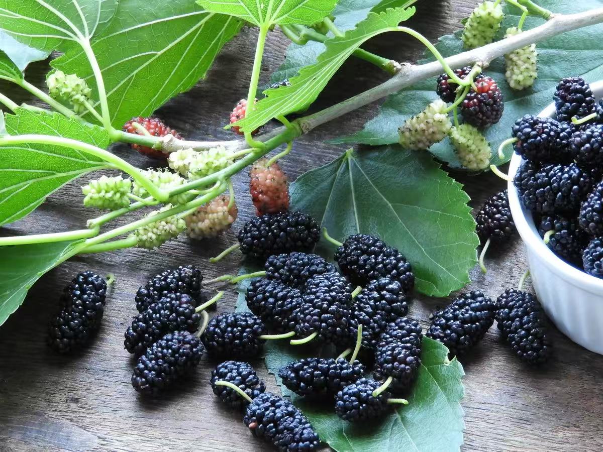La Festa - Freshly Naturally Sun Dried Black Mulberries (1.36kg/bag)